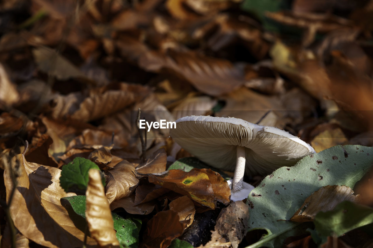 CLOSE-UP OF MUSHROOM GROWING ON FIELD DURING AUTUMN