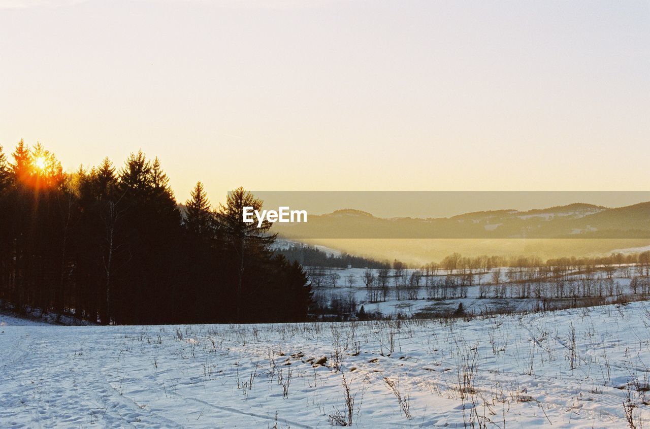 Trees on field against sky during winter