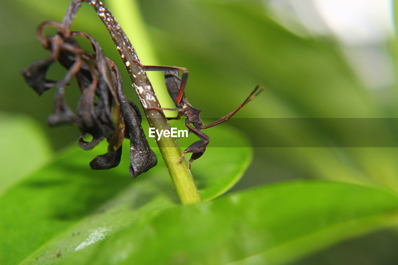 Close-up of ant on leaf