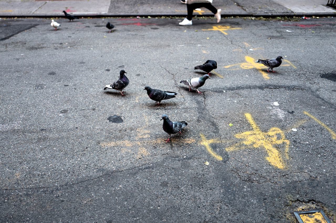 bird, animal themes, group of animals, animal, vertebrate, city, animal wildlife, animals in the wild, pigeon, street, high angle view, day, transportation, road, large group of animals, no people, outdoors, footpath, flock of birds, concrete