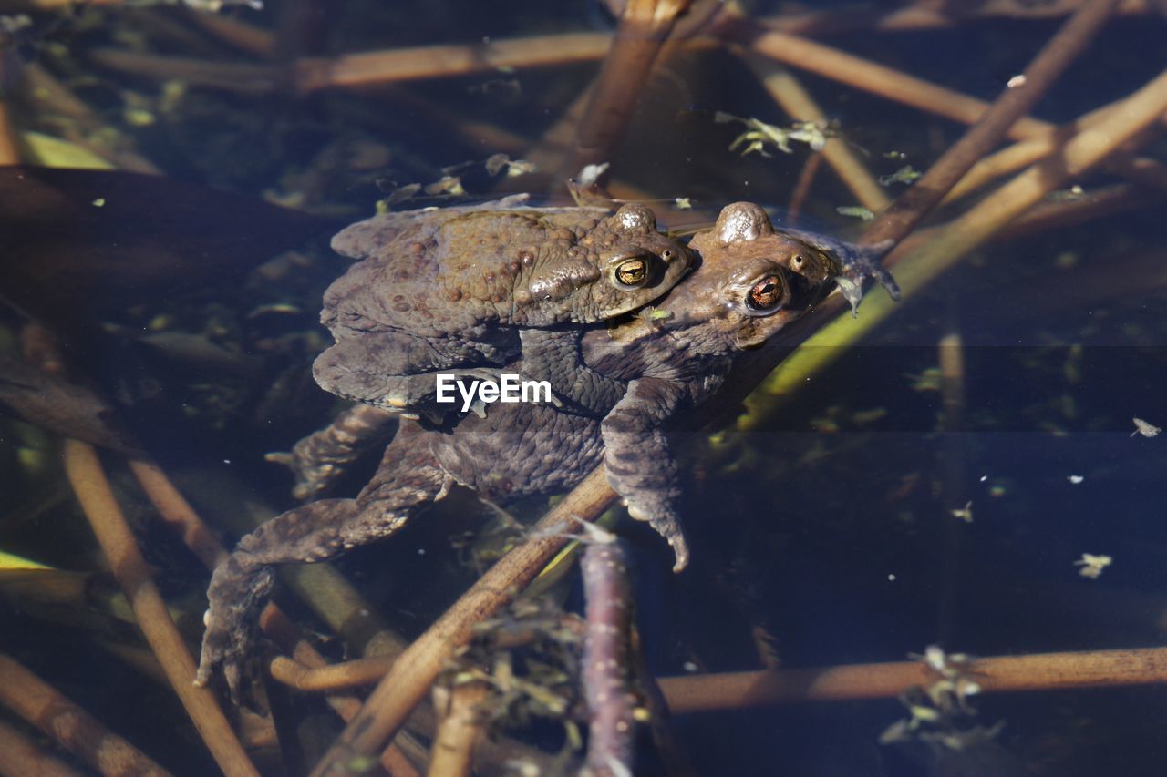 Close-up of two frogs mating