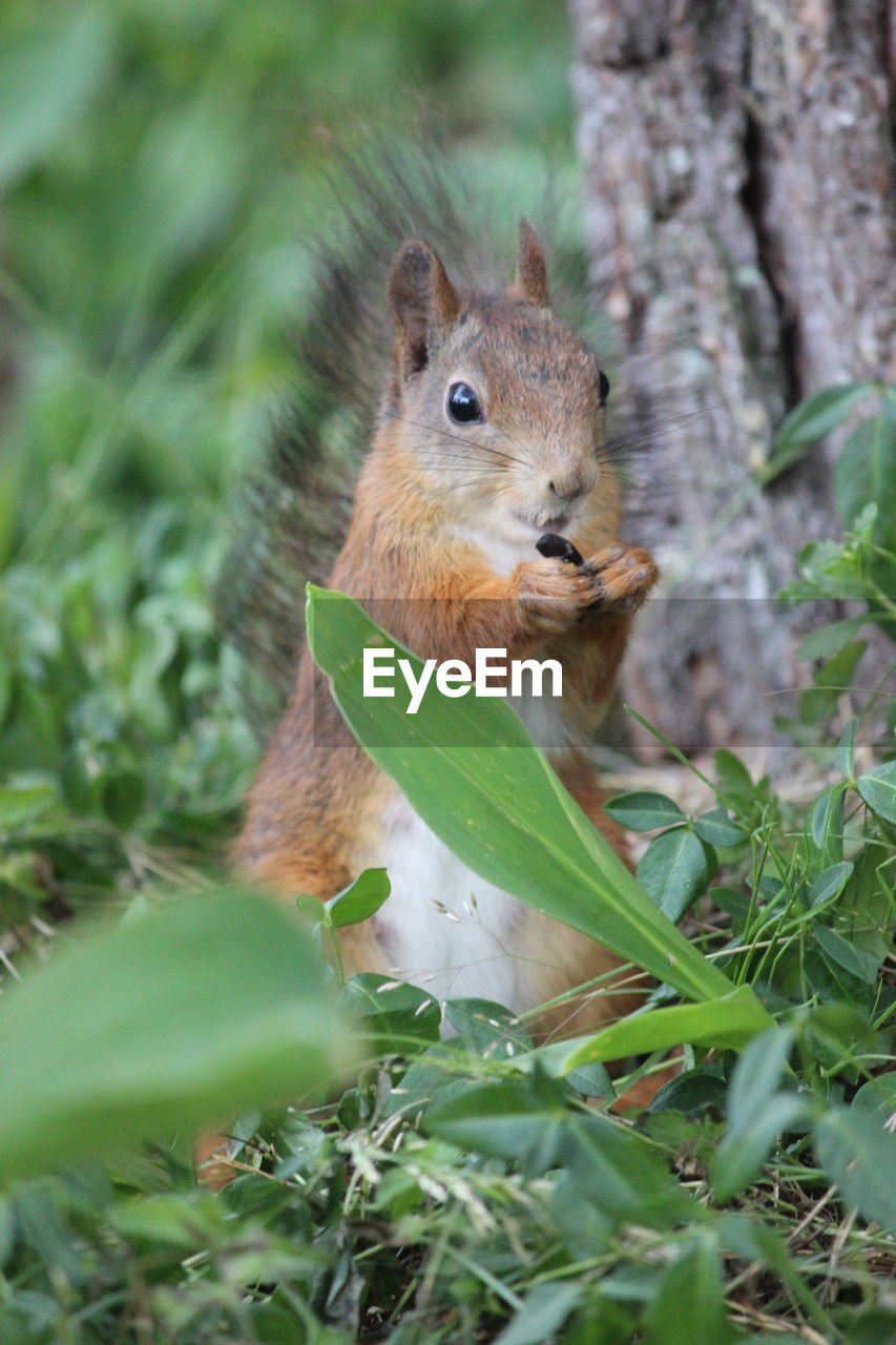 Close-up of squirrel