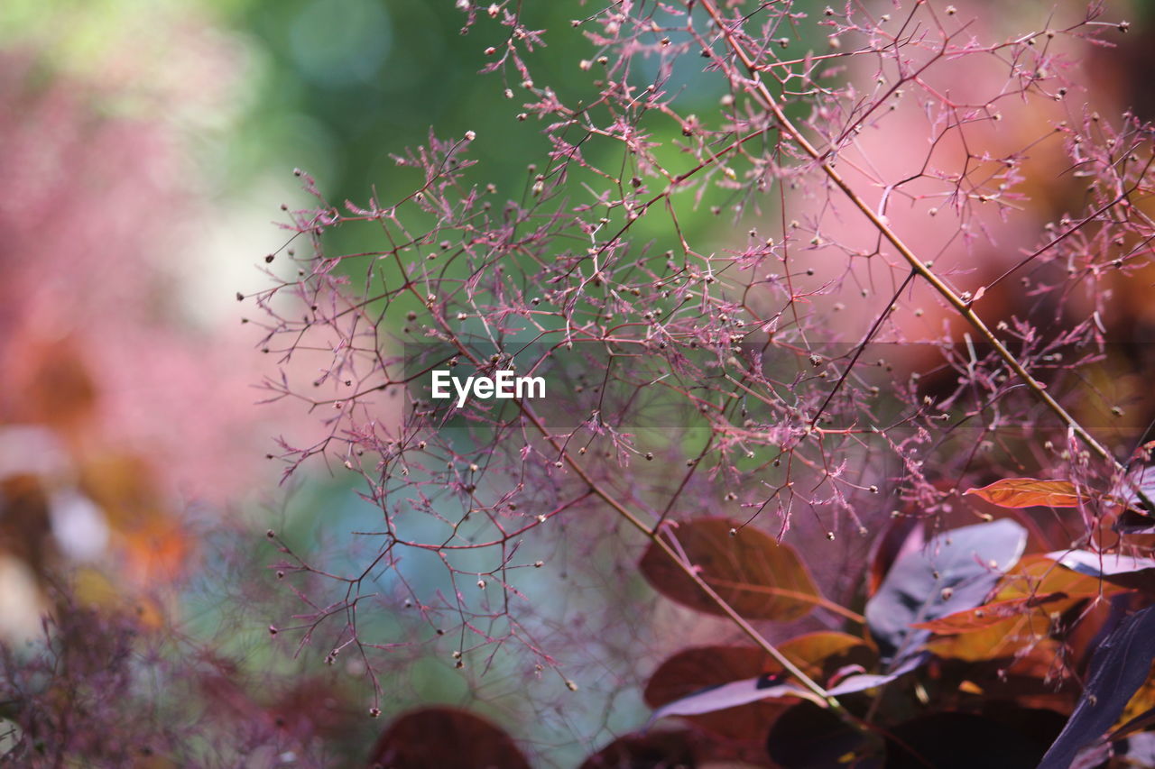 Close-up of maple leaves on tree during autumn