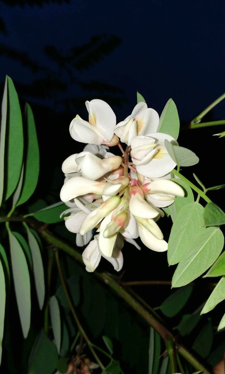 CLOSE-UP OF BEE POLLINATING ON WHITE FLOWERS