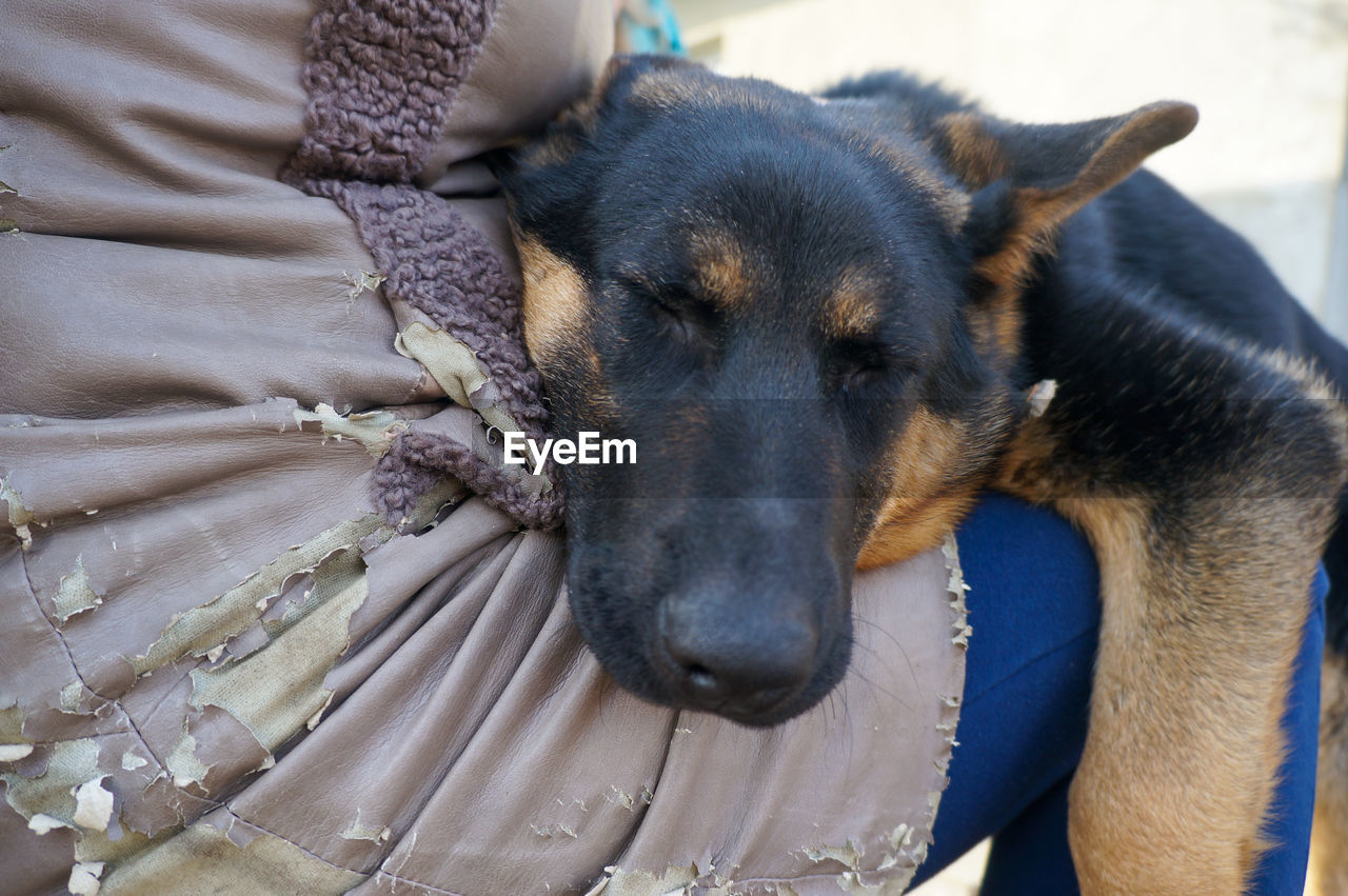 dog, pet, mammal, one animal, animal themes, animal, domestic animals, canine, relaxation, puppy, carnivore, animal body part, close-up, german shepherd, resting, no people, sleeping