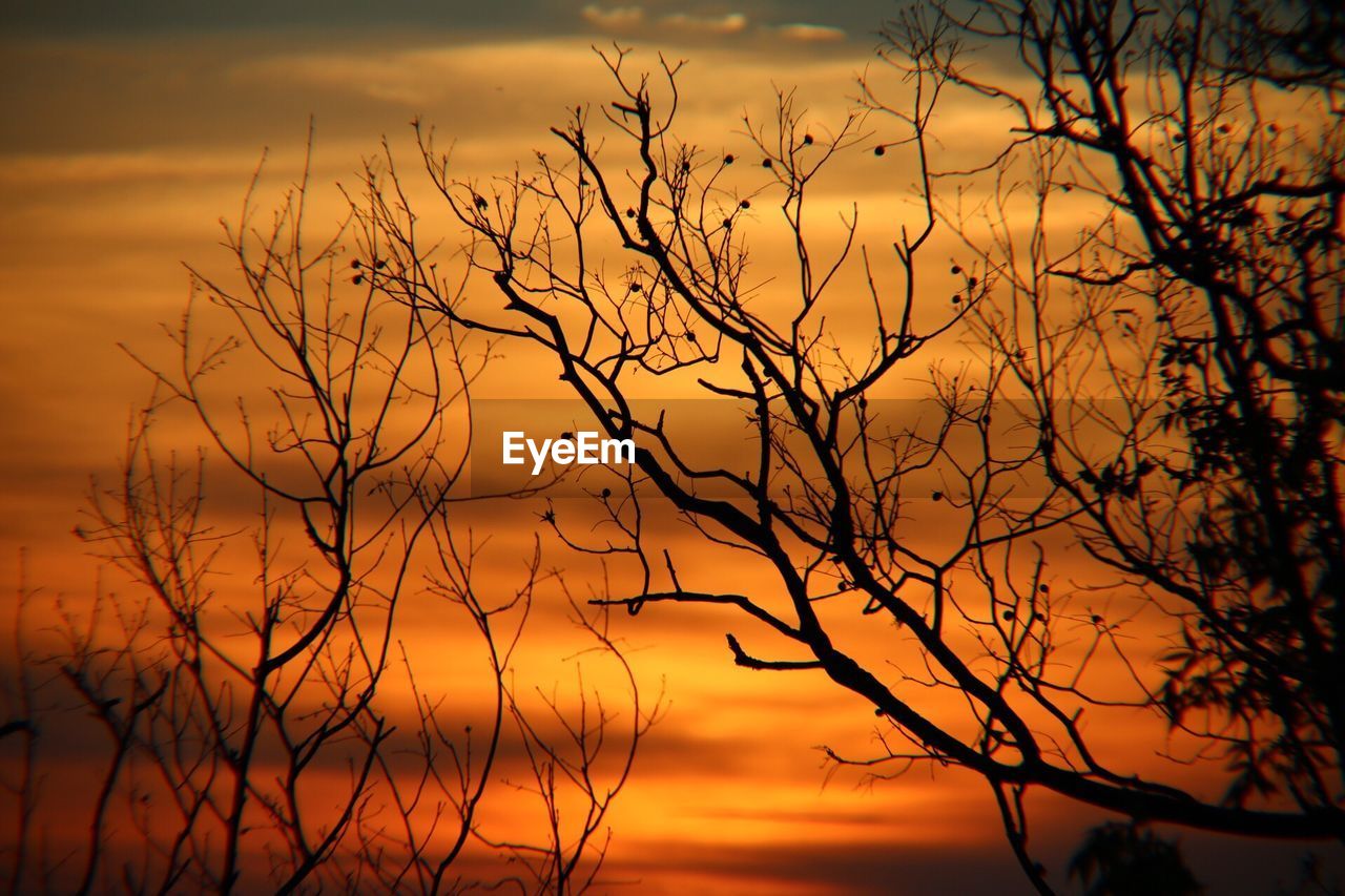 Silhouette of tree during sunset