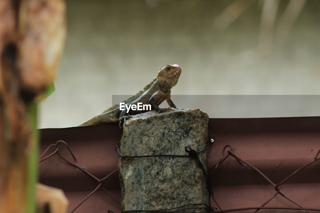 Lizard sitting in the stone on the park in the morning . lizard sitting in the stone in rainy day