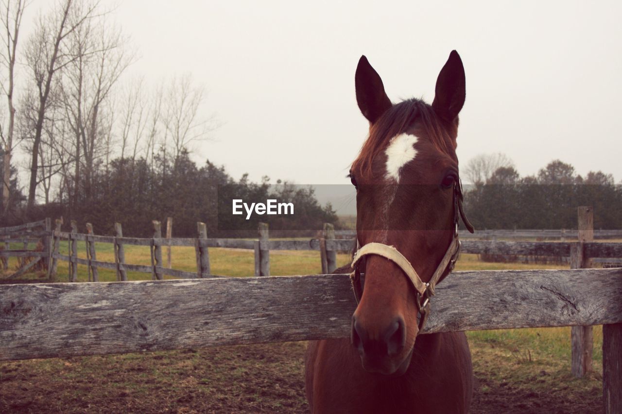 Close-up of a horse in paddock