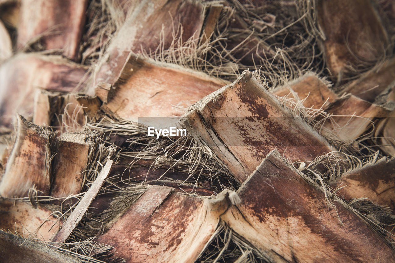 Full frame shot of dried plant