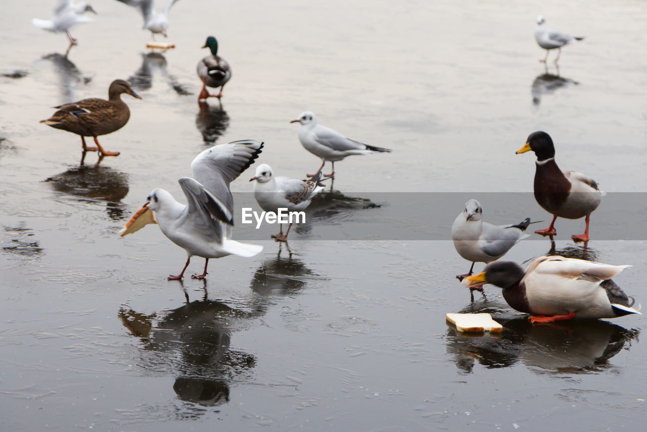 Birds in frozen water during the winter months 