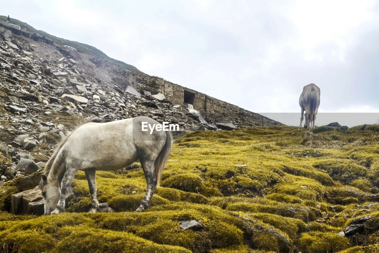 Low angle view of horses grazing on field against sky