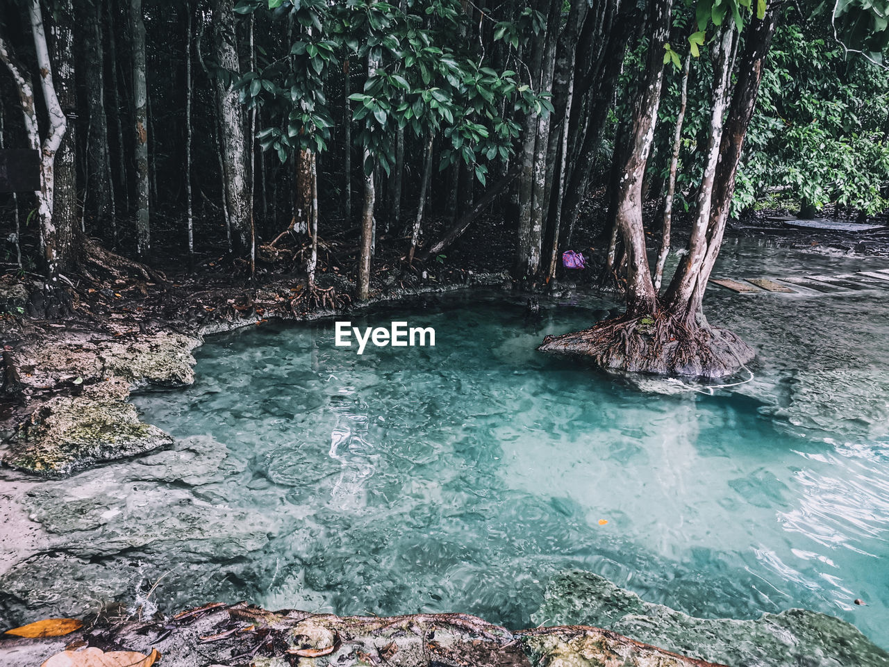 WATER FLOWING IN FOREST