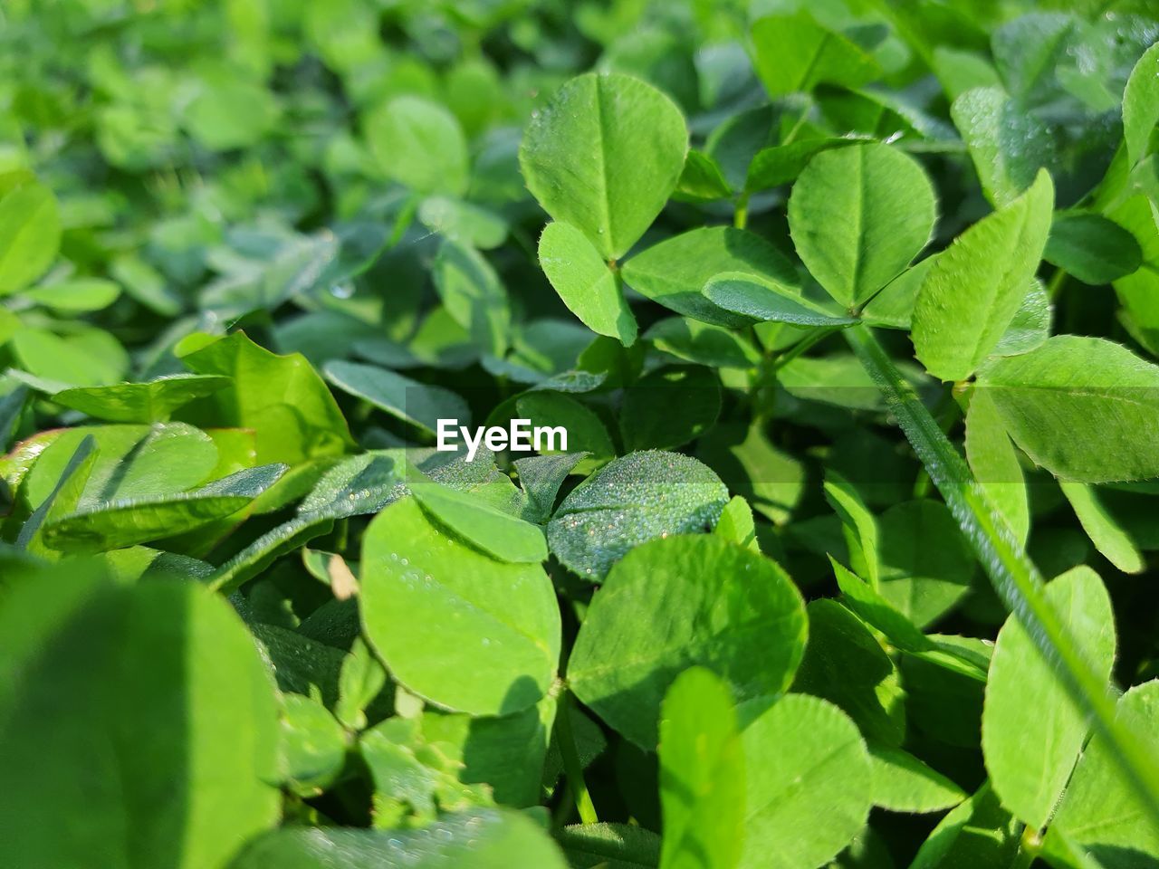 CLOSE-UP OF WET PLANT LEAVES