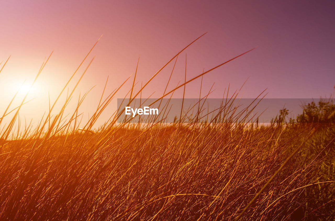 Scenic view of field against sky during sunset