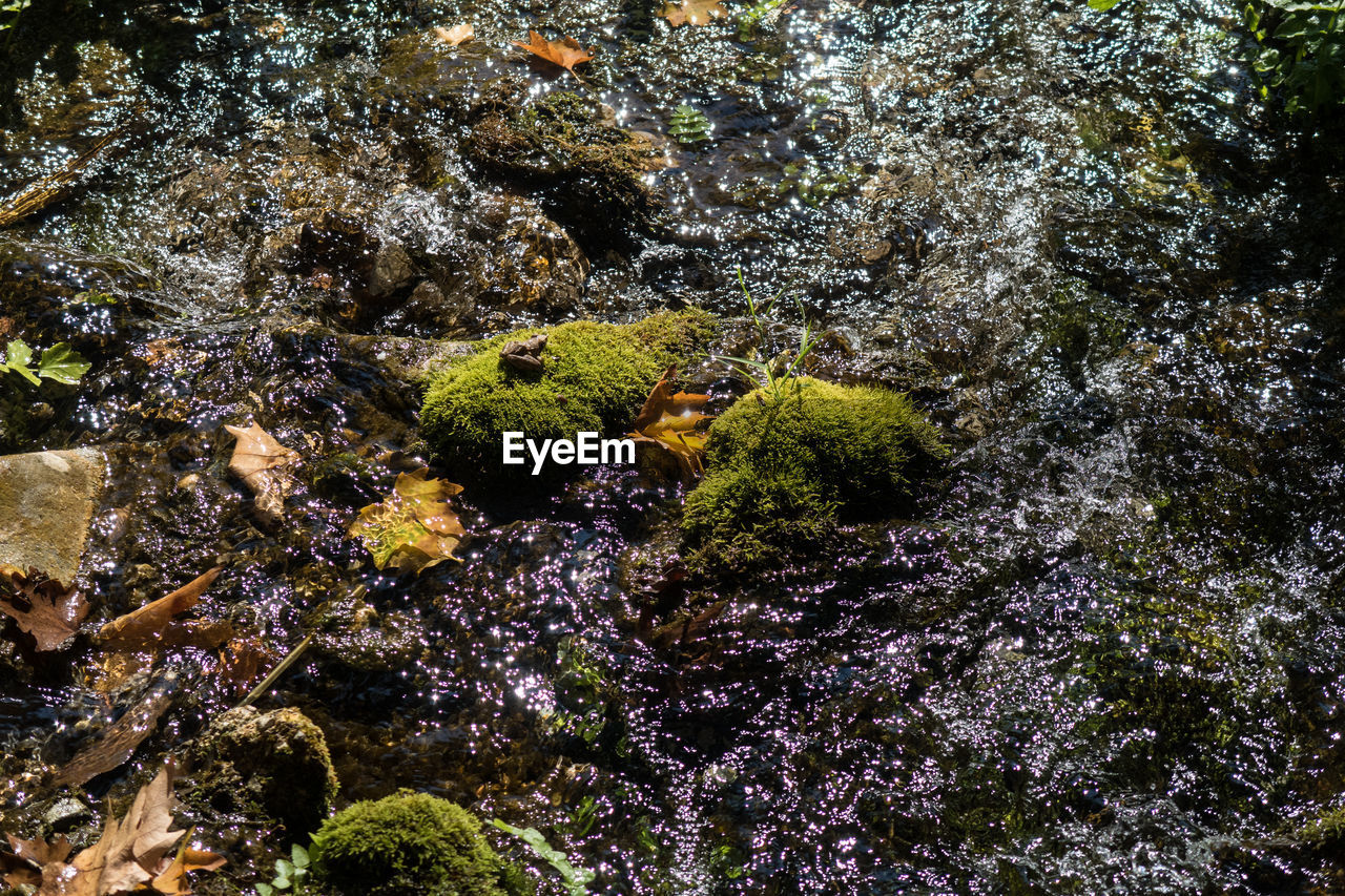 HIGH ANGLE VIEW OF CORAL IN SEA AGAINST TREES