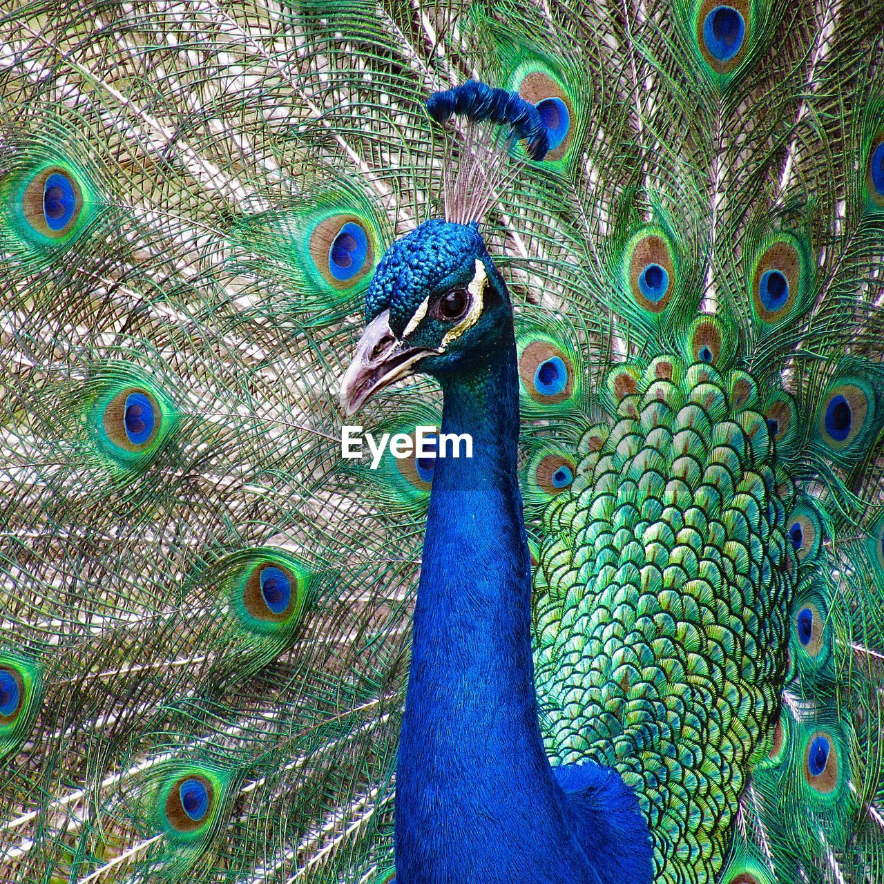 CLOSE-UP OF PEACOCK FEATHER ON BLUE FEATHERS