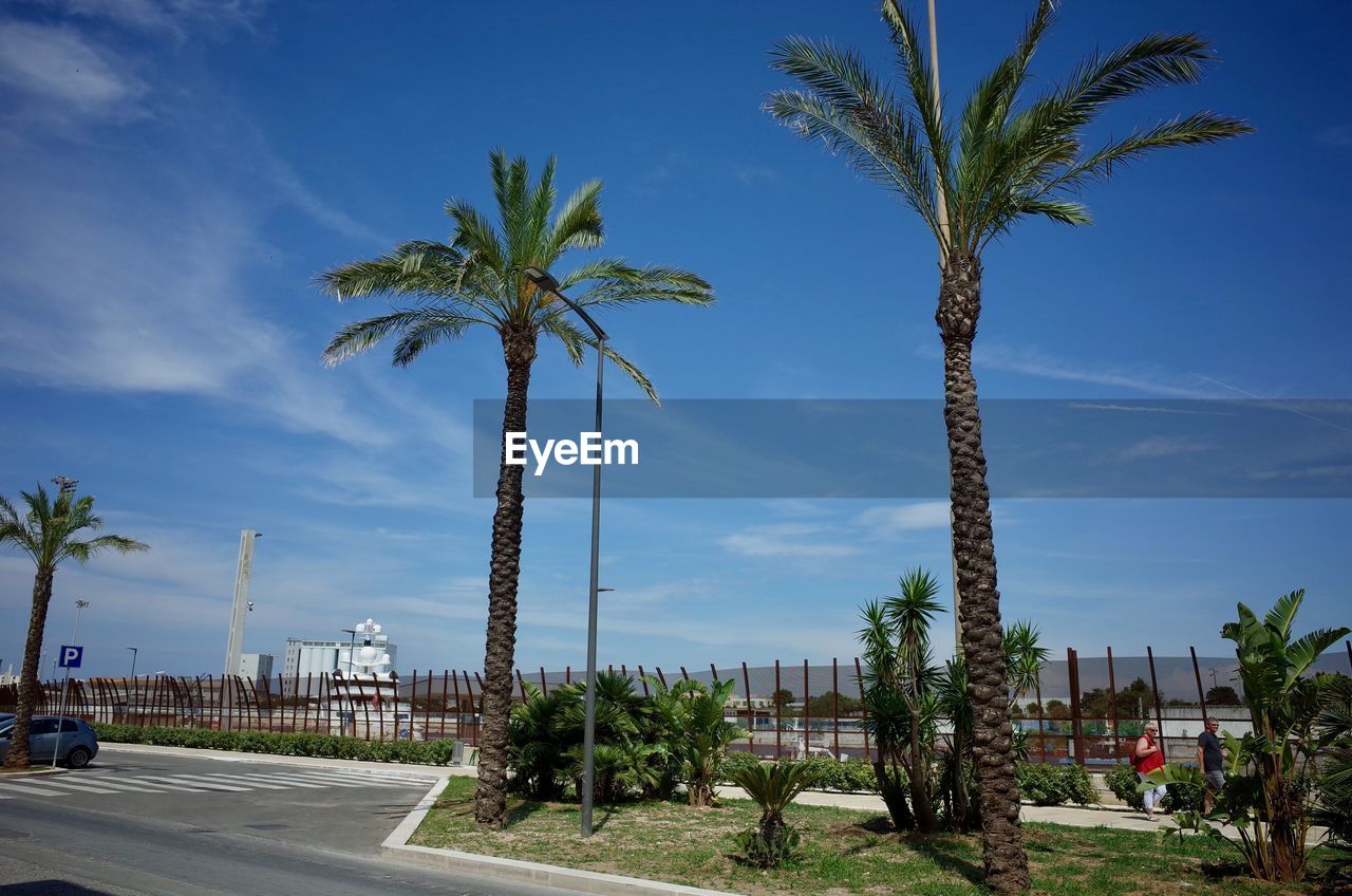 PALM TREES AGAINST SKY