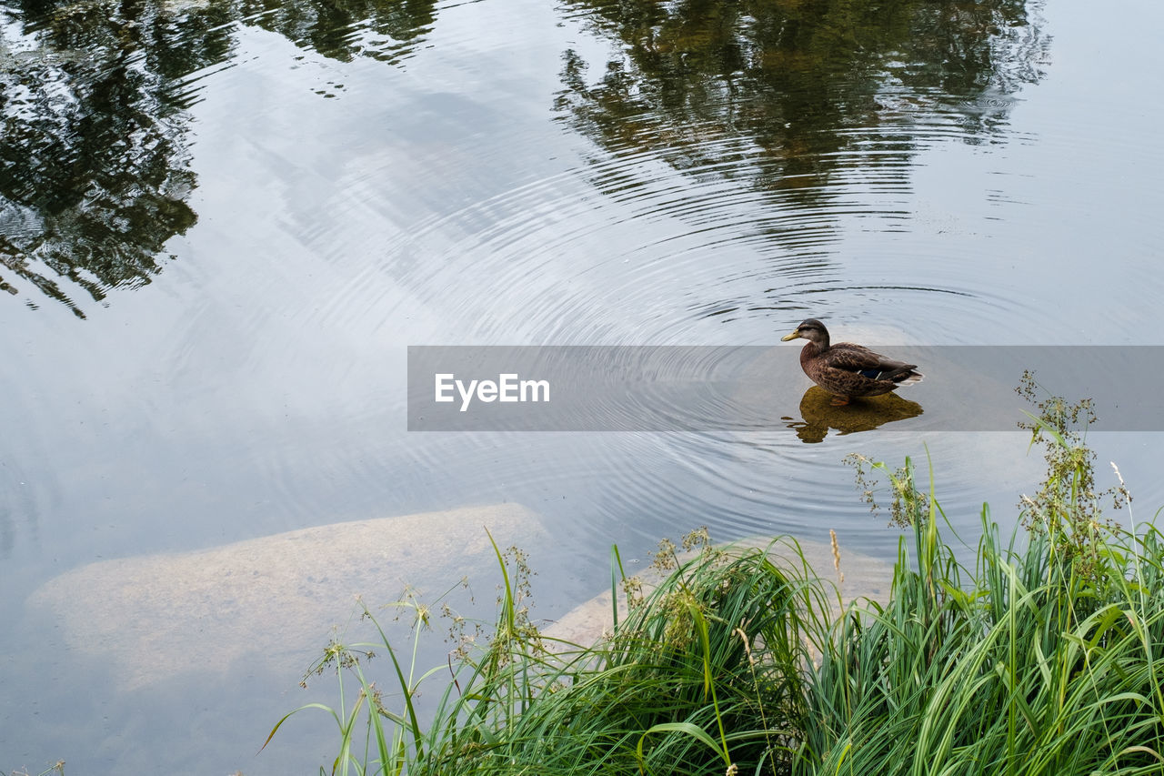 HIGH ANGLE VIEW OF DUCKS SWIMMING ON LAKE