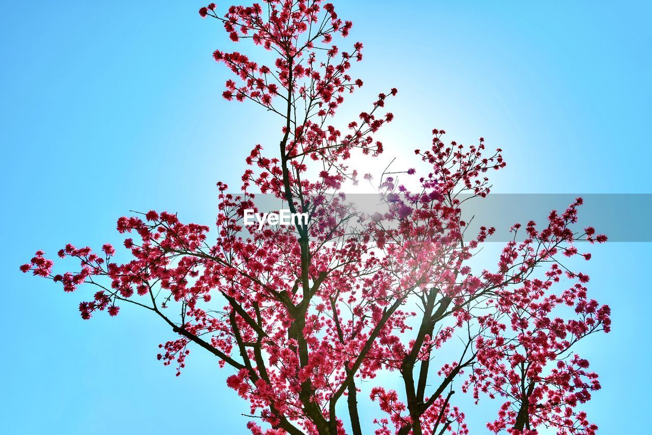 Flowering tree against blue sky