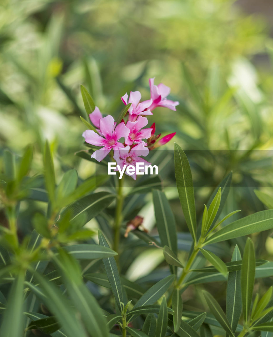 plant, flower, flowering plant, beauty in nature, freshness, nature, pink, plant part, leaf, close-up, grass, growth, green, wildflower, no people, fragility, botany, petal, outdoors, medicine, flower head, summer, food and drink, blossom, food, environment, inflorescence, focus on foreground, healthcare and medicine