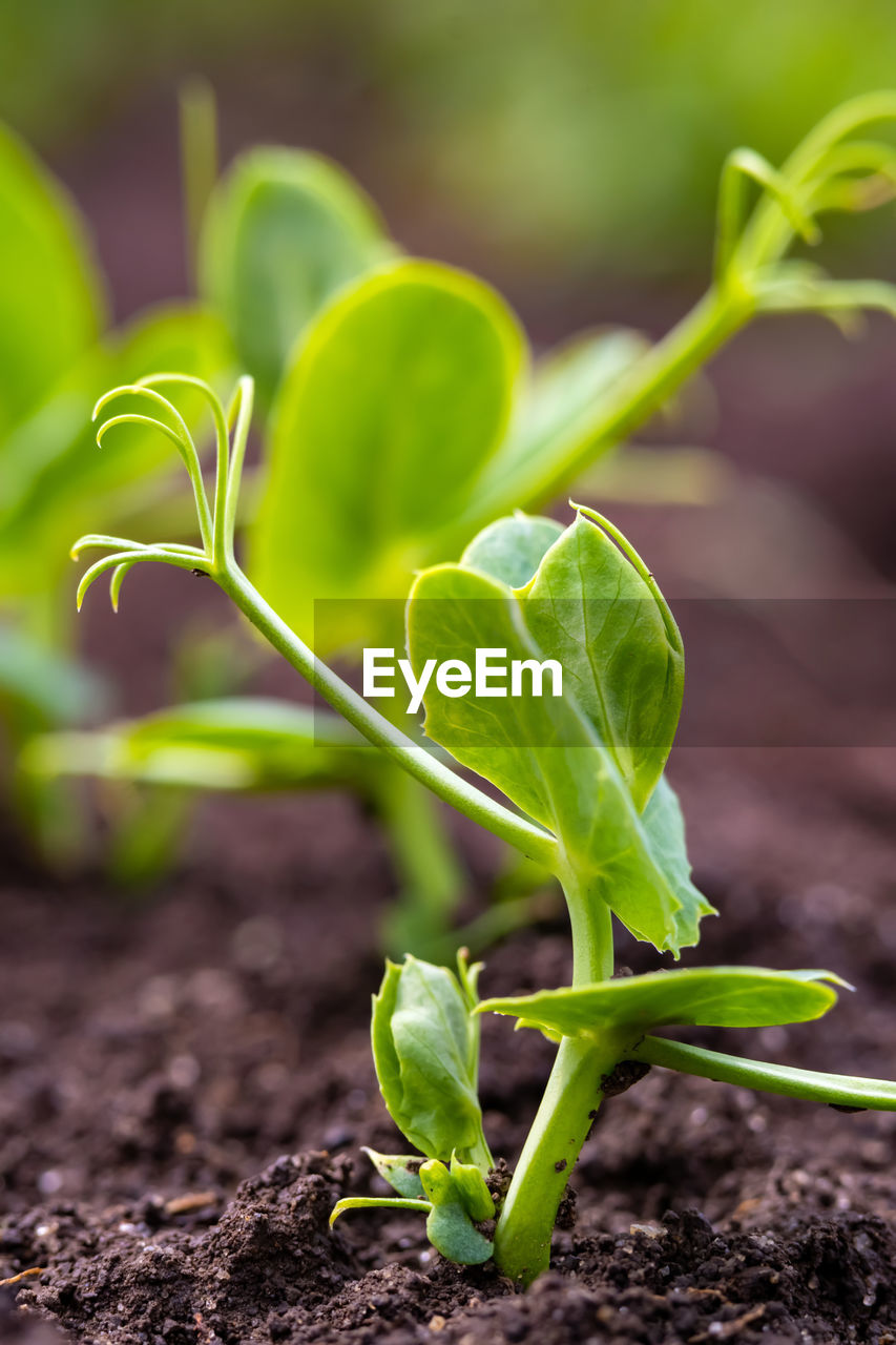 CLOSE-UP OF FRESH GREEN PLANT IN FIELD