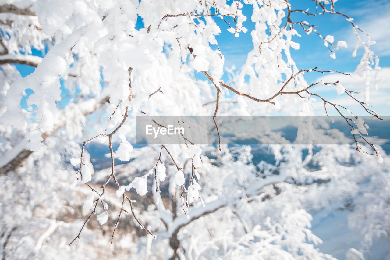 low angle view of snow on tree