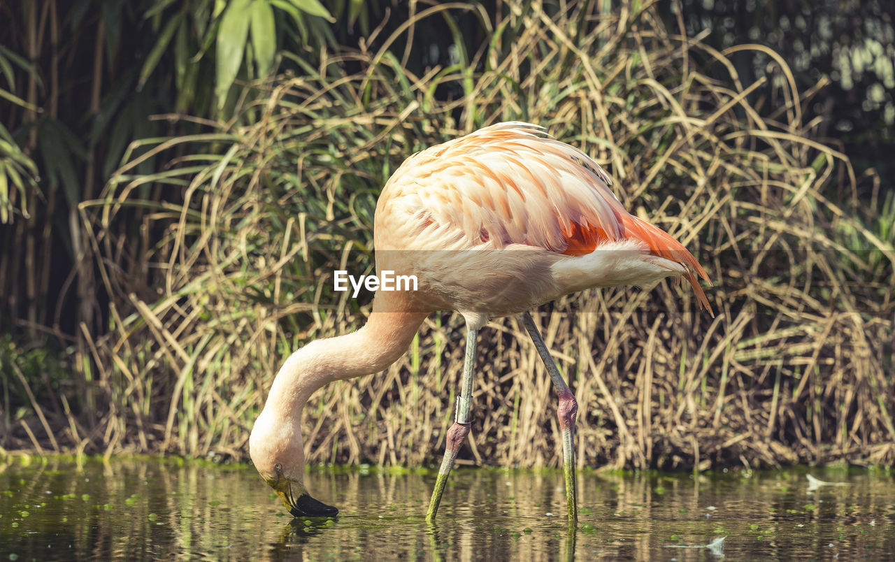 Pelican drinking water in a lake