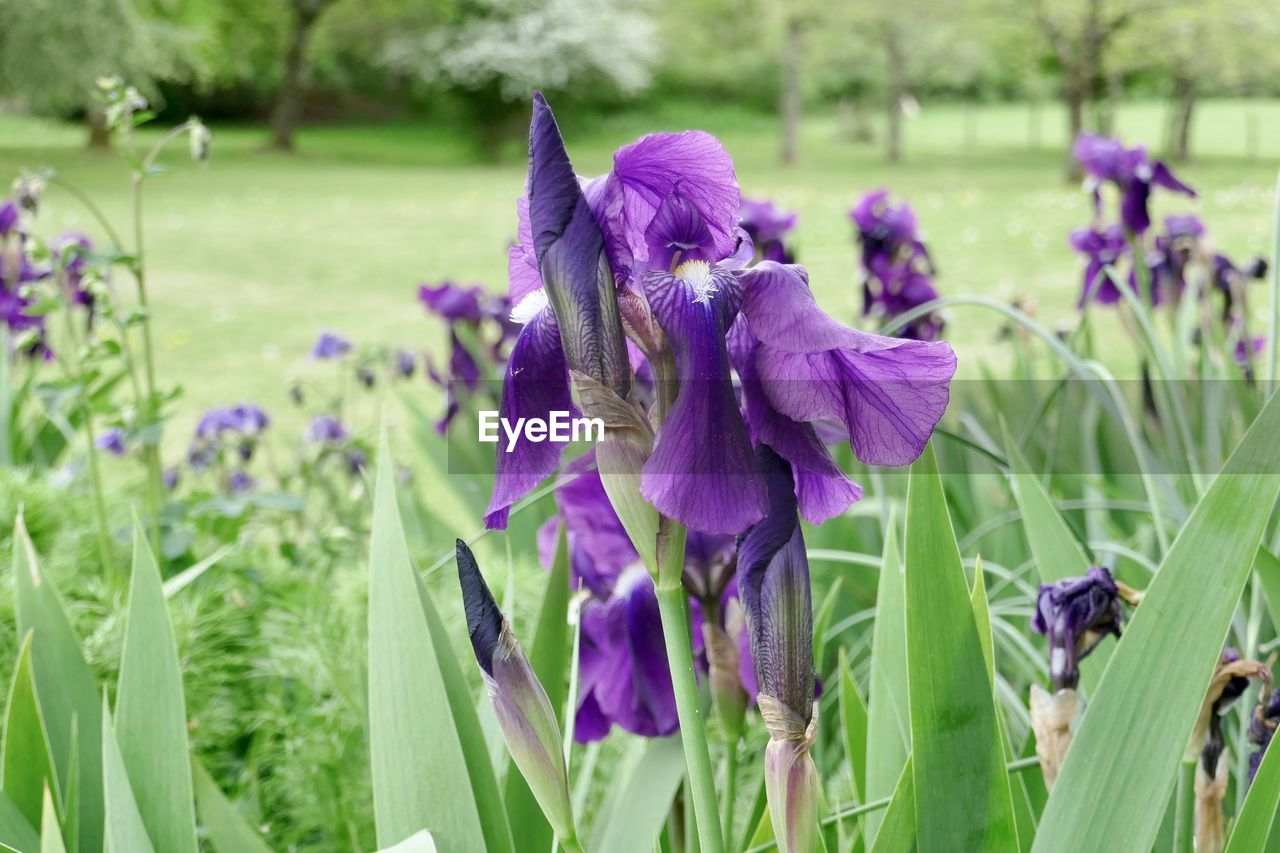 Close-up of purple flowering plants on field