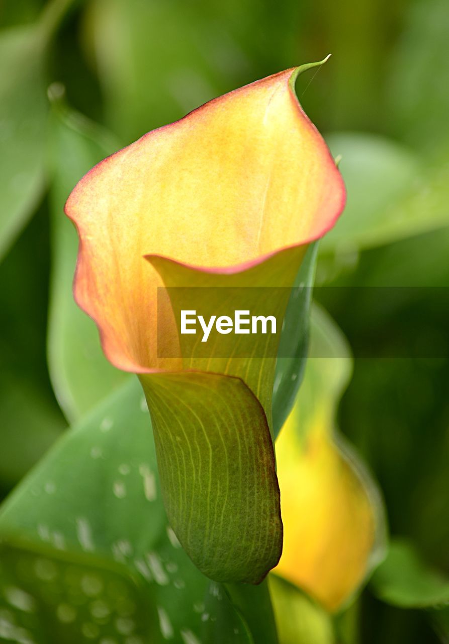 Close-up of rose flower