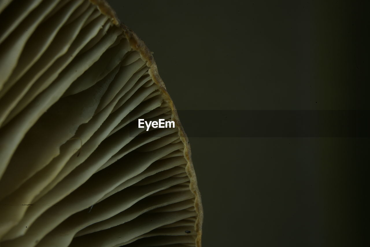 Close-up of mushroom against black background