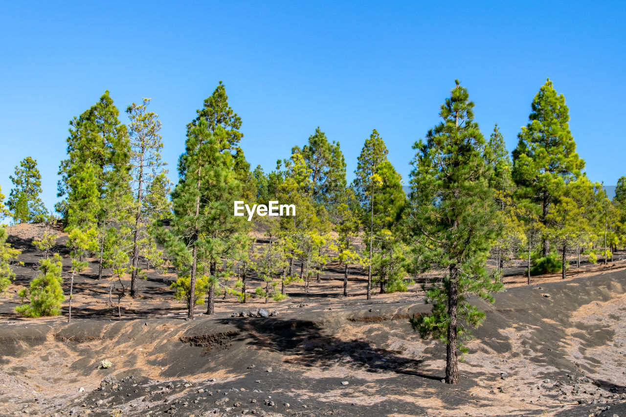 plant, tree, sky, nature, land, landscape, environment, clear sky, natural environment, wilderness, blue, no people, scenics - nature, sunny, sunlight, soil, beauty in nature, growth, coniferous tree, outdoors, travel, pinaceae, day, pine tree, mountain, tranquility, non-urban scene, travel destinations, green, forest, leaf, pine woodland, tranquil scene, tourism, field, rural scene, food and drink