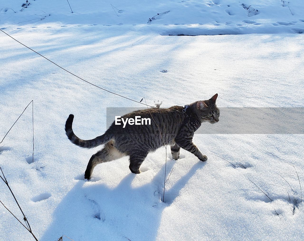 VIEW OF A DOG WALKING ON SNOW