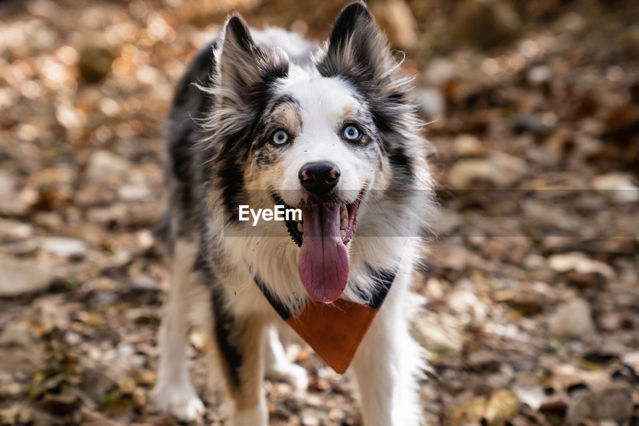Portrait of dog on field