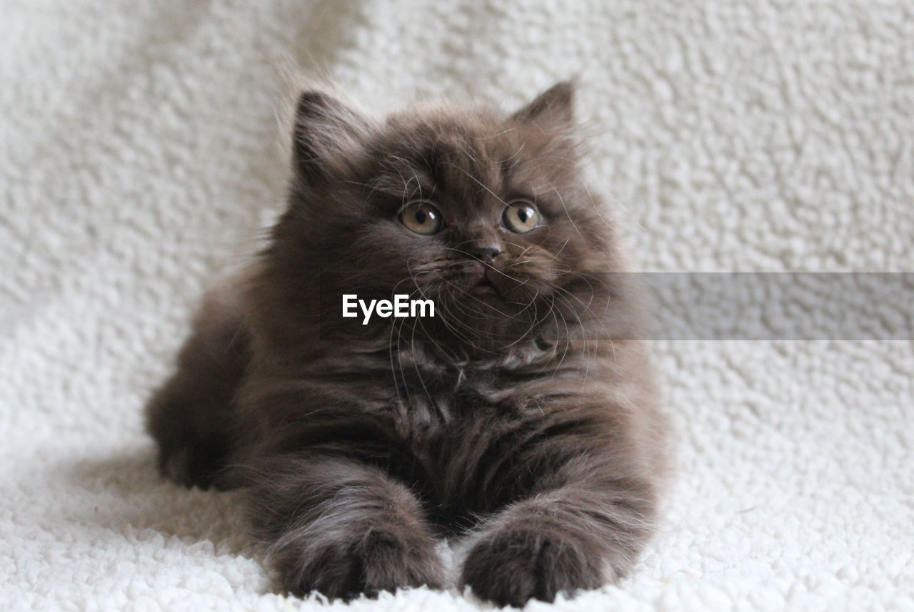 Close-up of british longhair kitten looking away while lying on bed at home