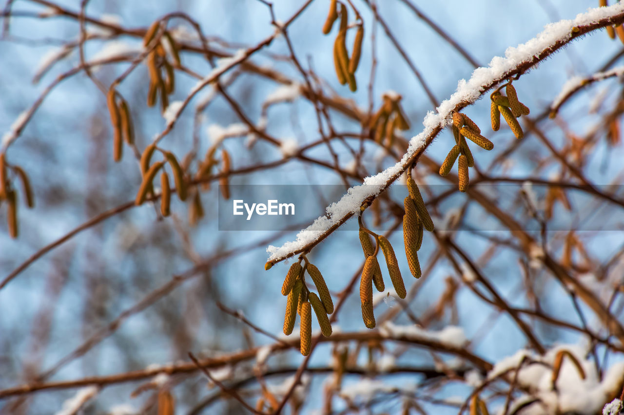 branch, winter, tree, twig, plant, nature, spring, frost, snow, leaf, no people, cold temperature, focus on foreground, autumn, close-up, beauty in nature, flower, sunlight, day, outdoors, sky, selective focus, tranquility, freezing, growth, bare tree, macro photography, frozen, food, low angle view, food and drink, environment