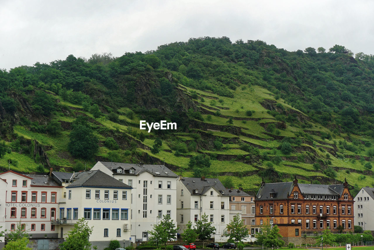 Trees with houses in a background