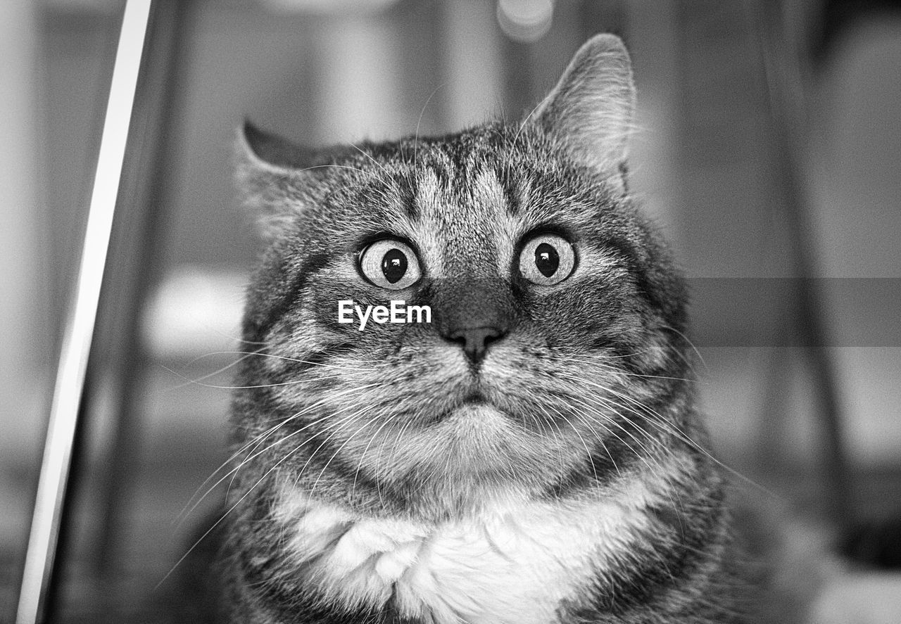 Close-up of cat