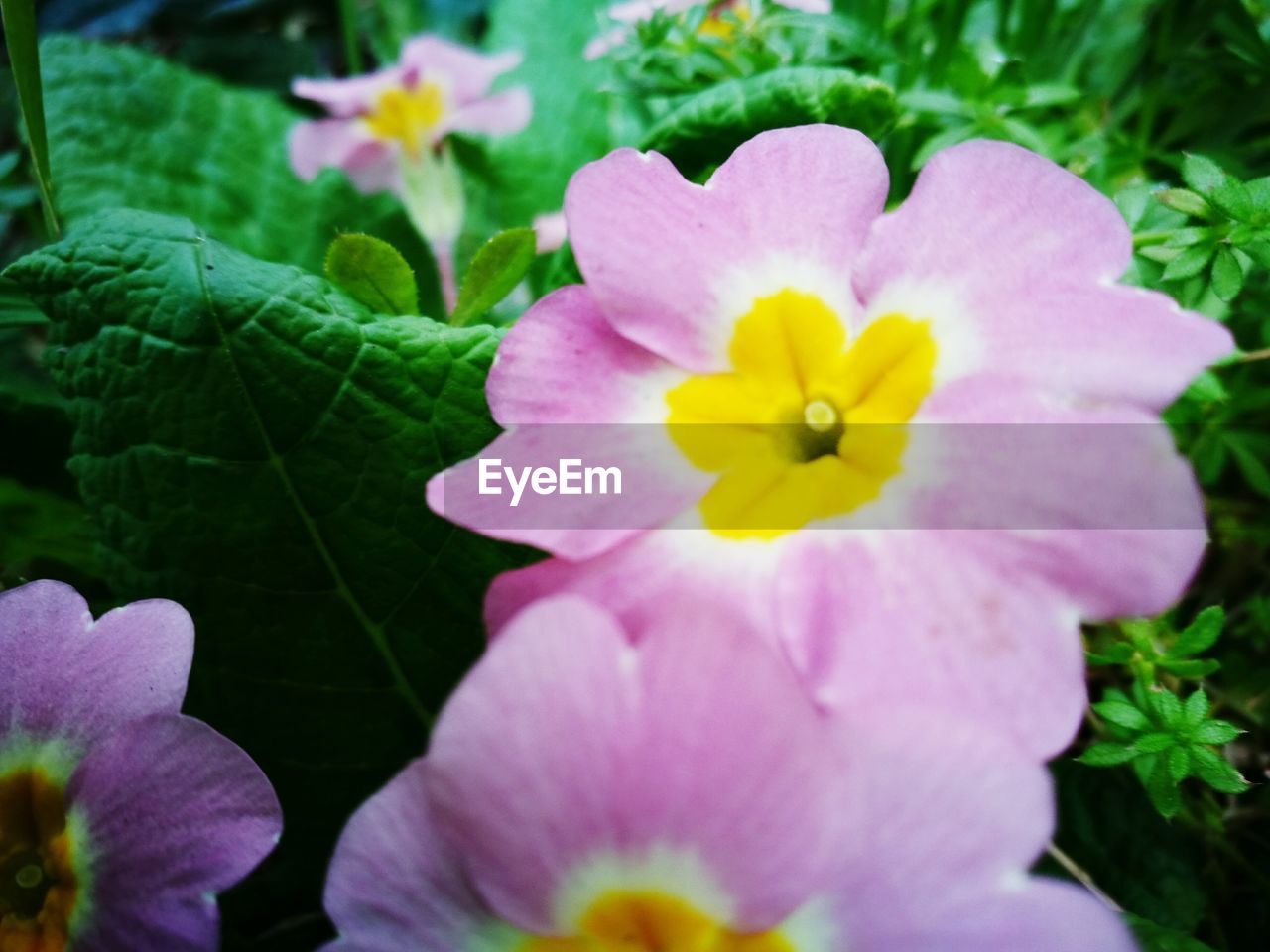 CLOSE-UP OF IRIS BLOOMING OUTDOORS