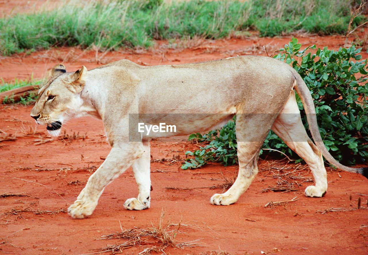 Lioness walking on field