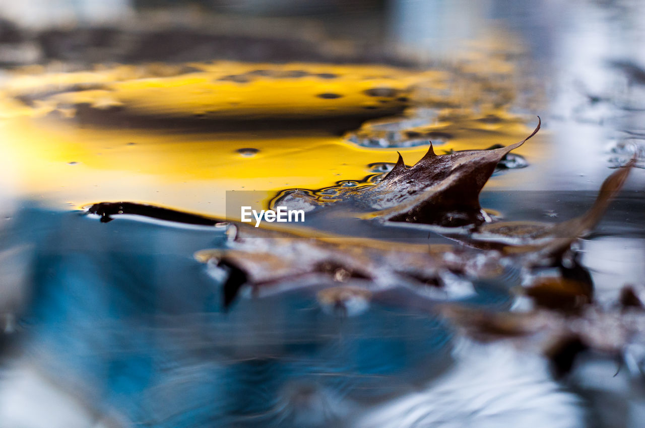 Close-up of leaf floating on water