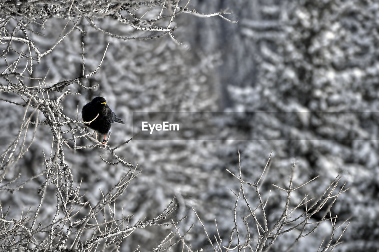 Black bird perching on branch