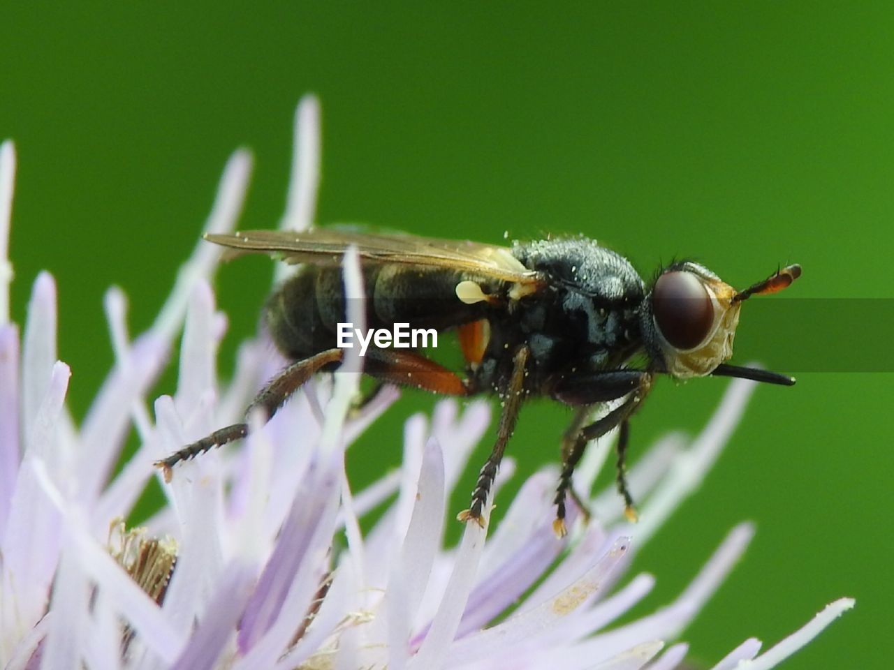 CLOSE-UP OF HONEY BEE POLLINATING ON PURPLE FLOWER