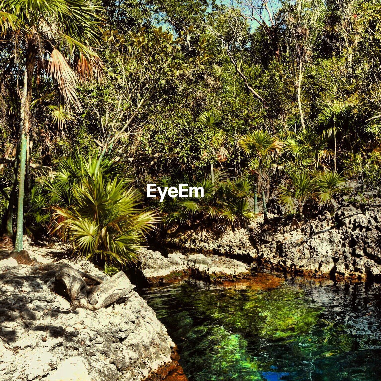 TREES GROWING IN WATER