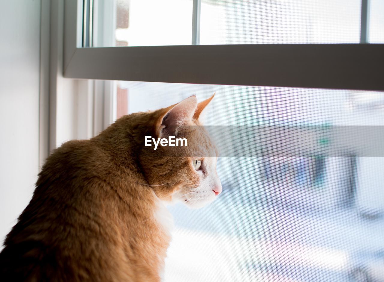 CLOSE-UP OF CAT AT WINDOW