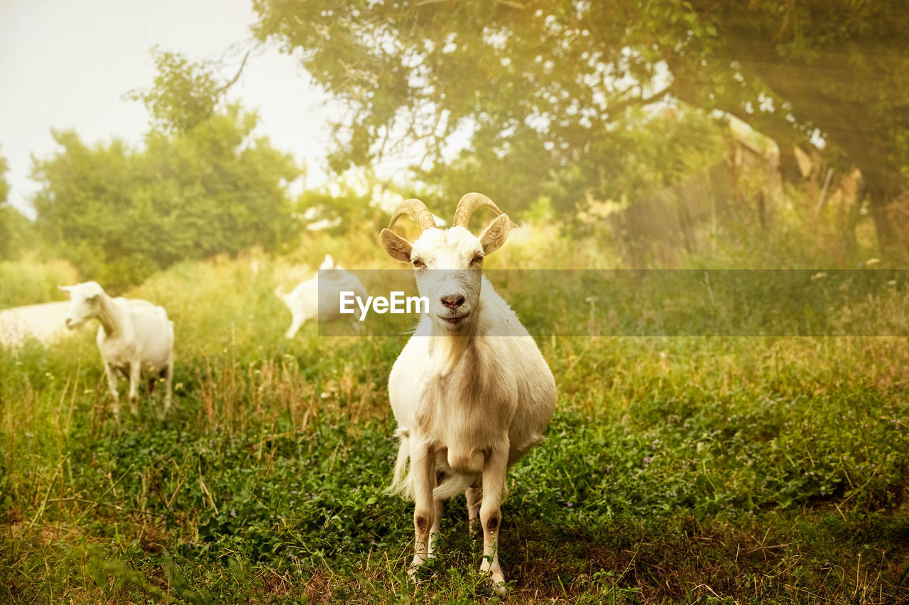 PORTRAIT OF SHEEP ON FIELD