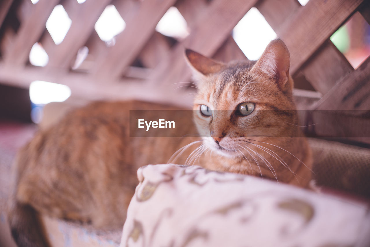 Stray cat in dahab, a diving resort in the red sea, sinai peninsula, egypt