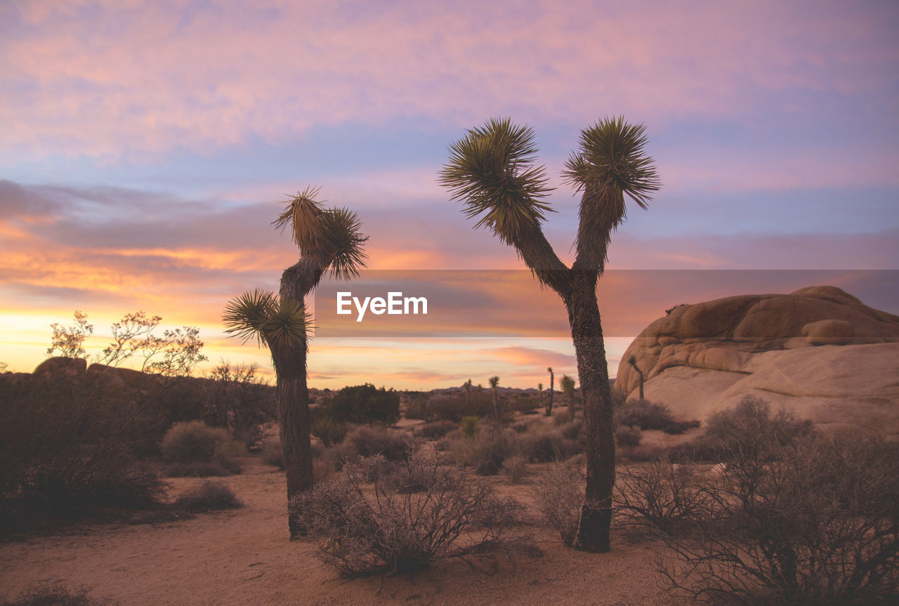 Trees on landscape against scenic sky