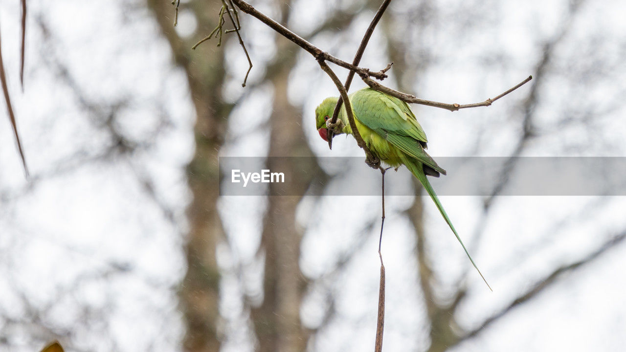 bird, branch, tree, animal, spring, animal themes, animal wildlife, plant, nature, leaf, one animal, parrot, green, wildlife, winter, twig, flower, no people, focus on foreground, outdoors, close-up, beauty in nature, perching, pet, snow, forest, environment, parakeet, day