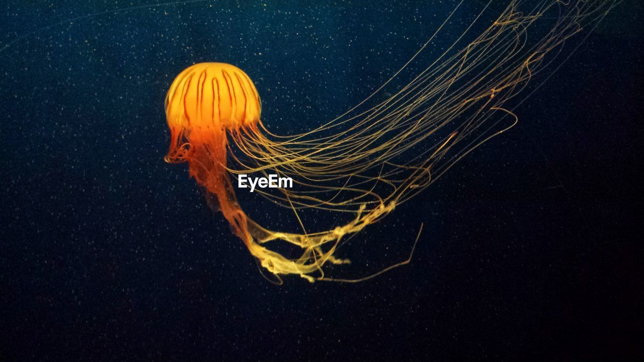 Close-up of illuminated jellyfish