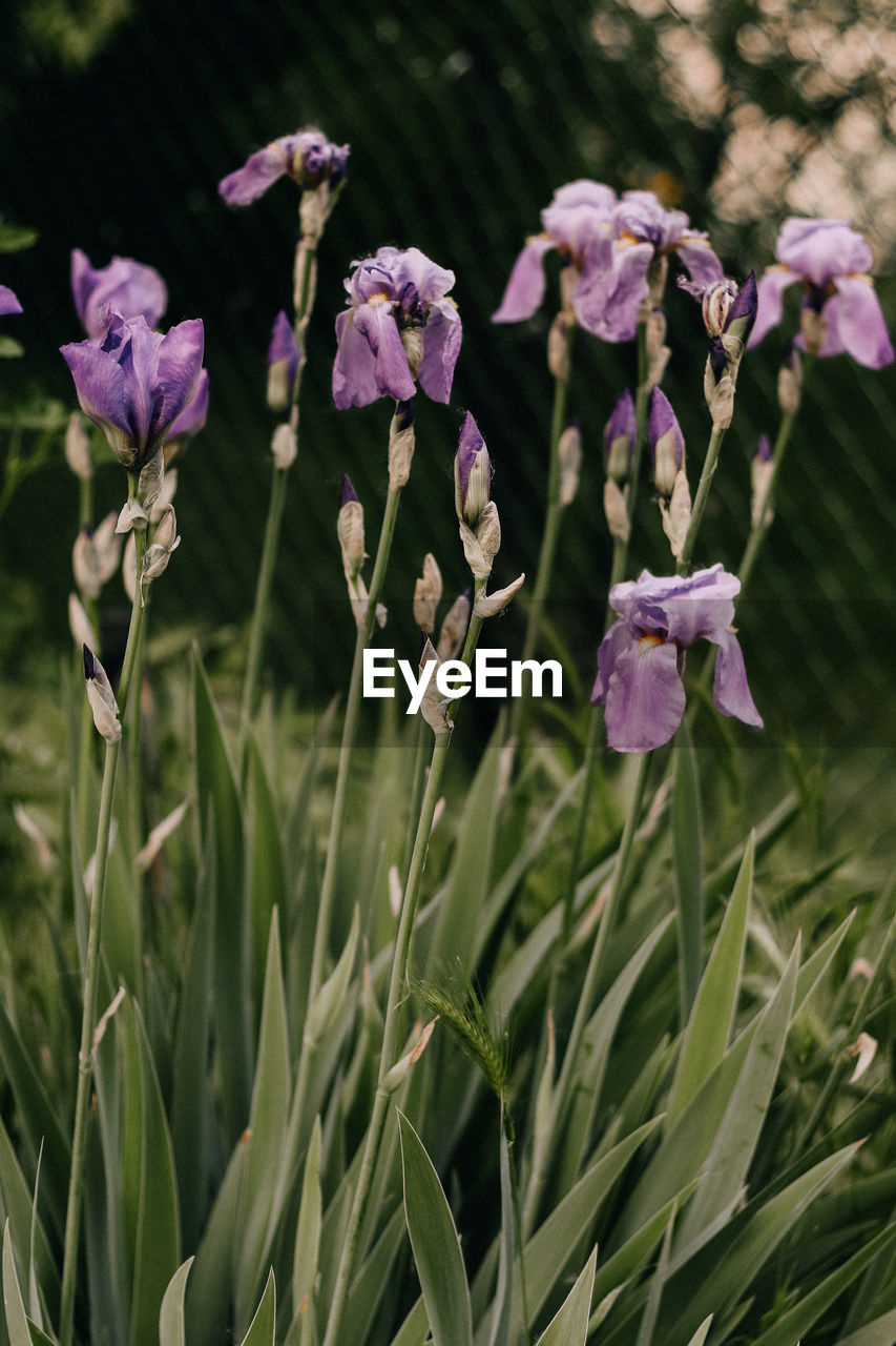 The beauty of iris flowers.